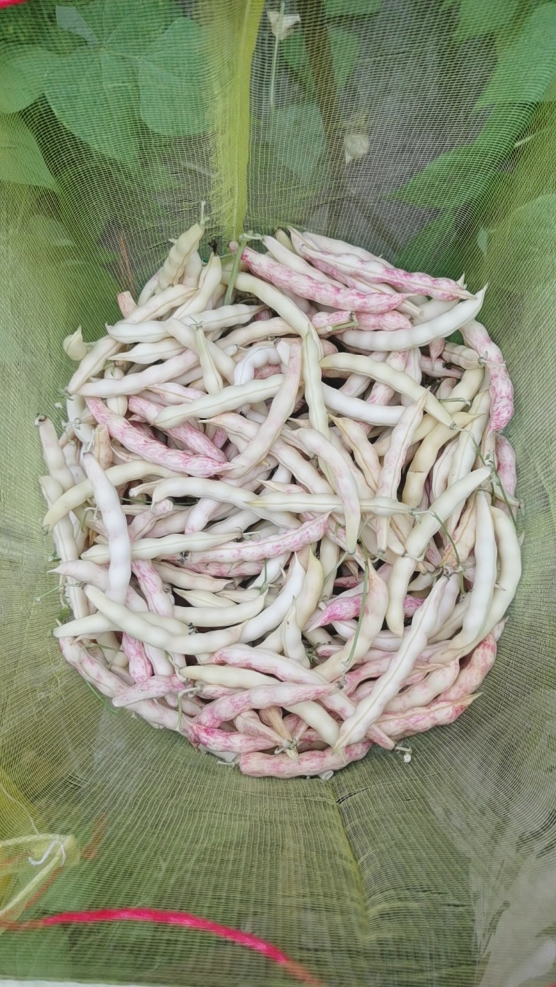 齐齐哈尔黄金沟