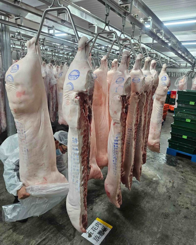 冷鲜猪肉白条