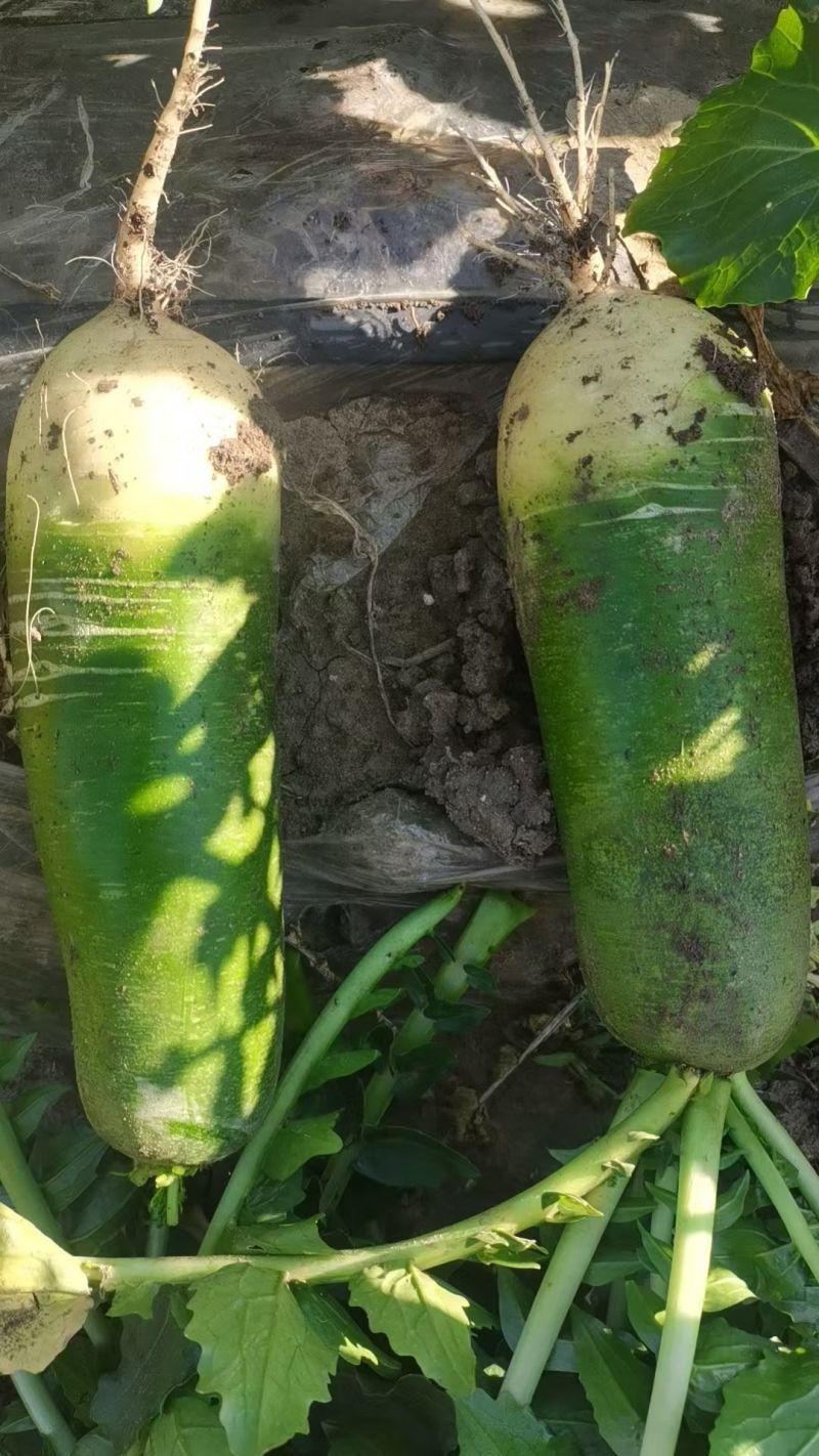 齐齐哈尔水果萝卜