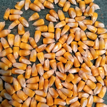 玉米颗粒