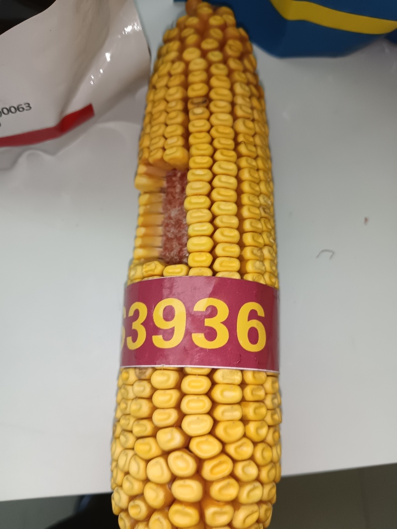玉米颗粒
