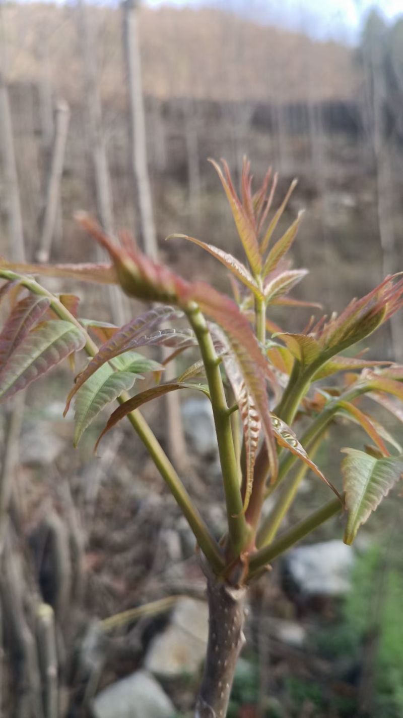 沂蒙山露天香椿芽