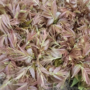 沂蒙山露天香椿芽