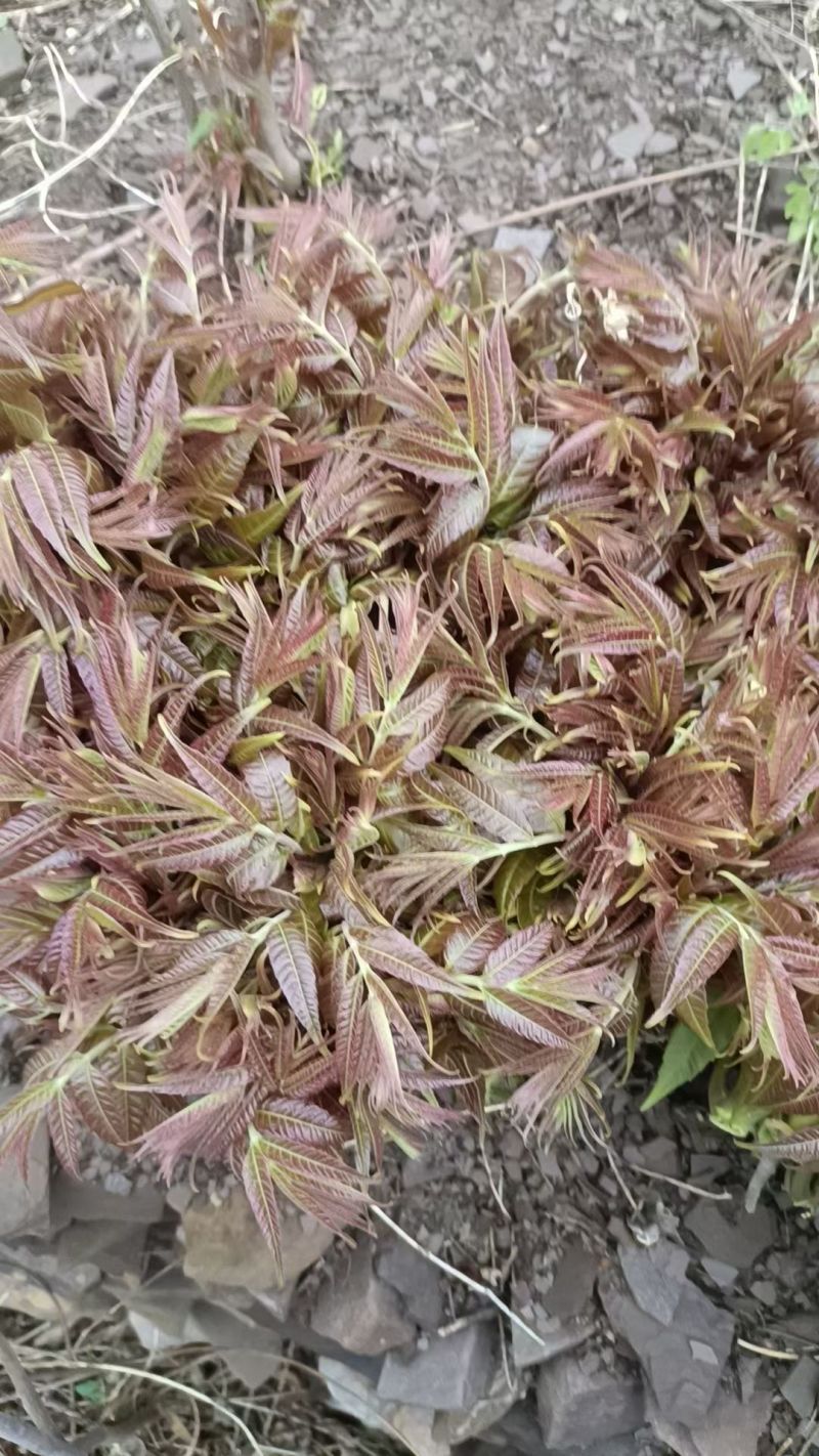 沂蒙山露天香椿芽
