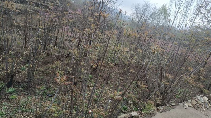 沂蒙山露天香椿芽