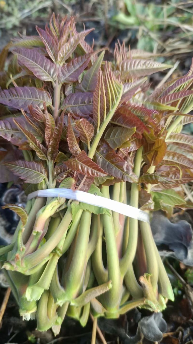 沂蒙山露天香椿芽