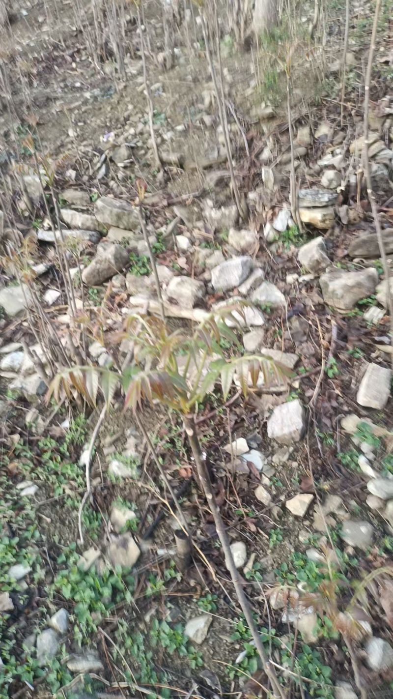 沂蒙山露天香椿芽