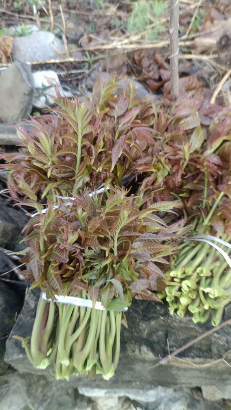 沂蒙山露天香椿芽
