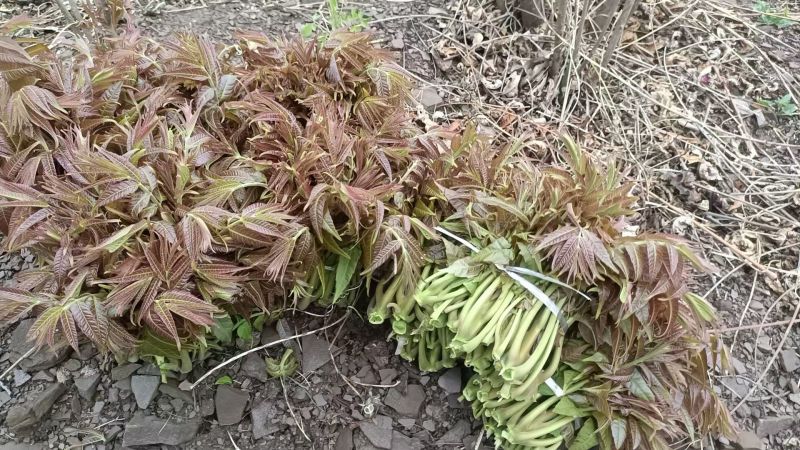 沂蒙山露天香椿芽