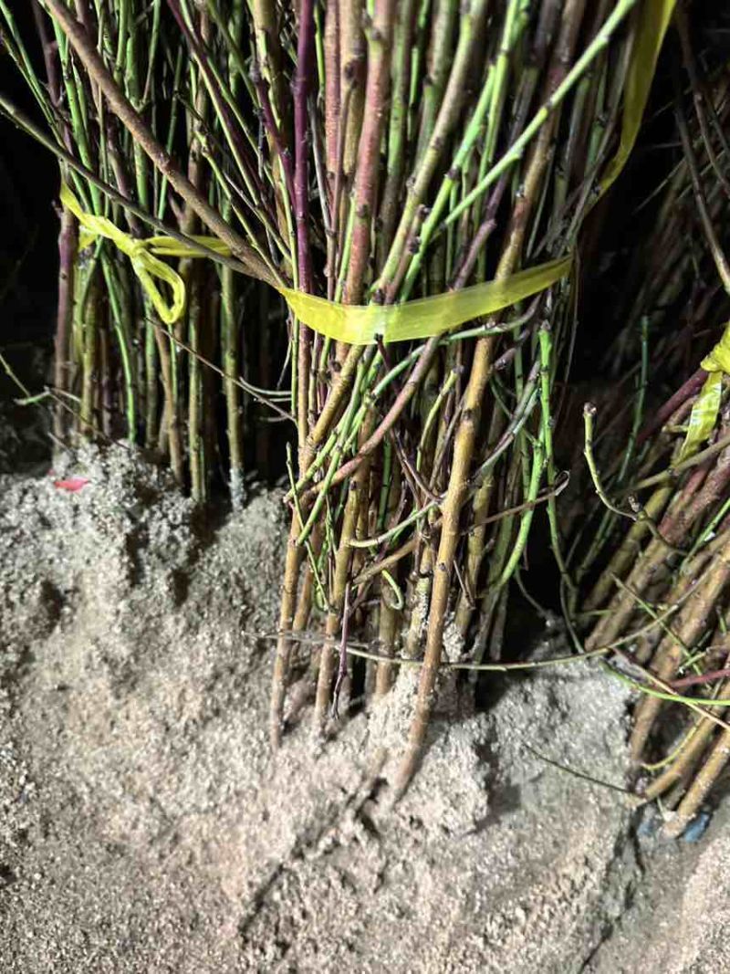 中油8号桃苗