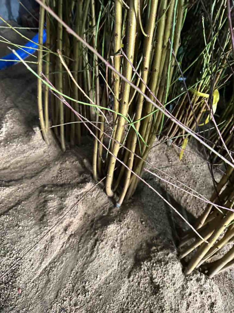 中油8号桃苗