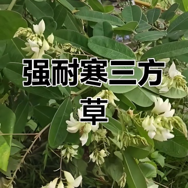 风摆柳学名三方草