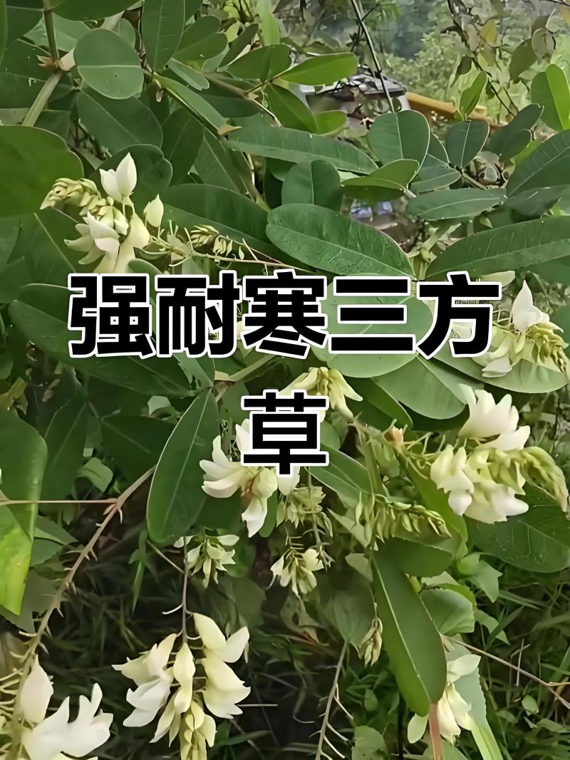 风摆柳学名三方草