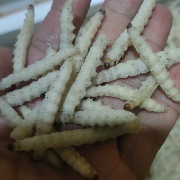 优质竹虫。货源稳定，长期有货。长期合作