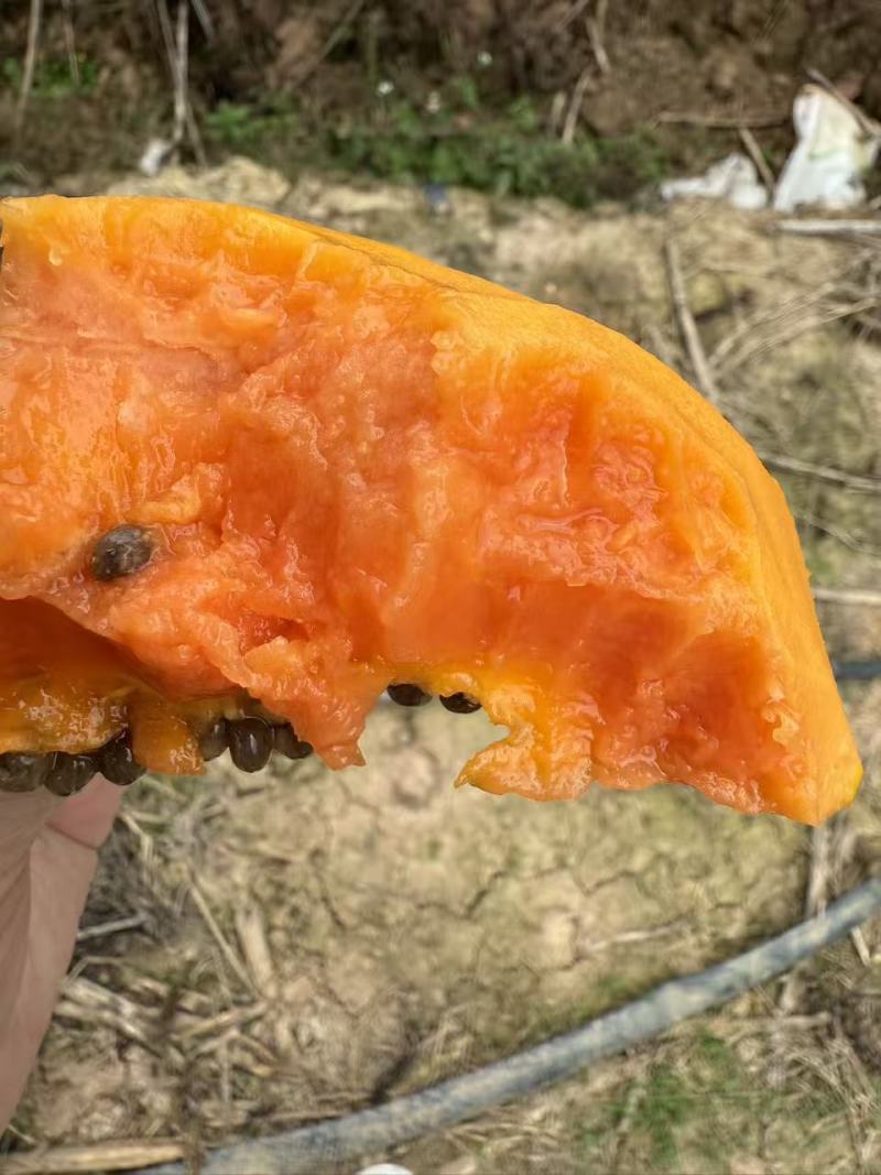 大青水果木瓜