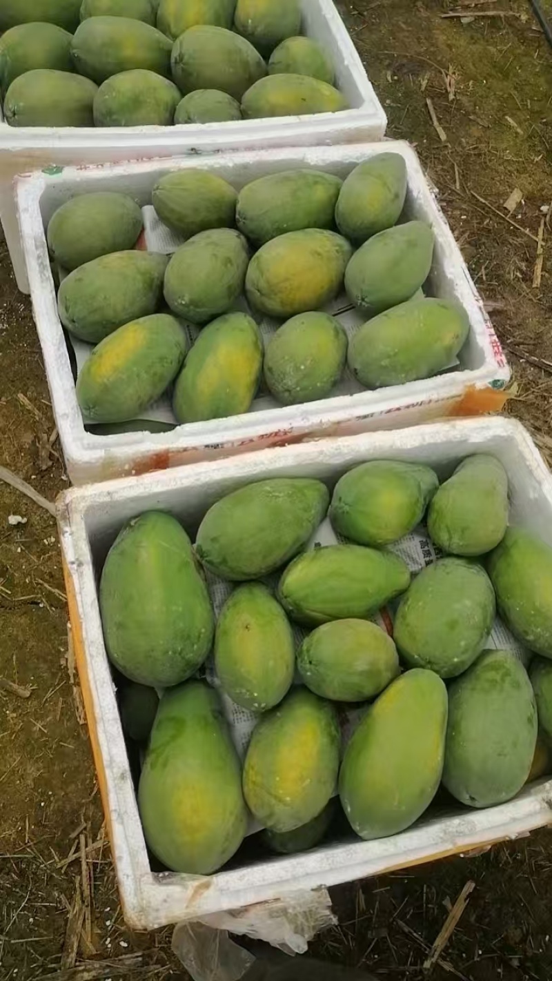 大青水果木瓜