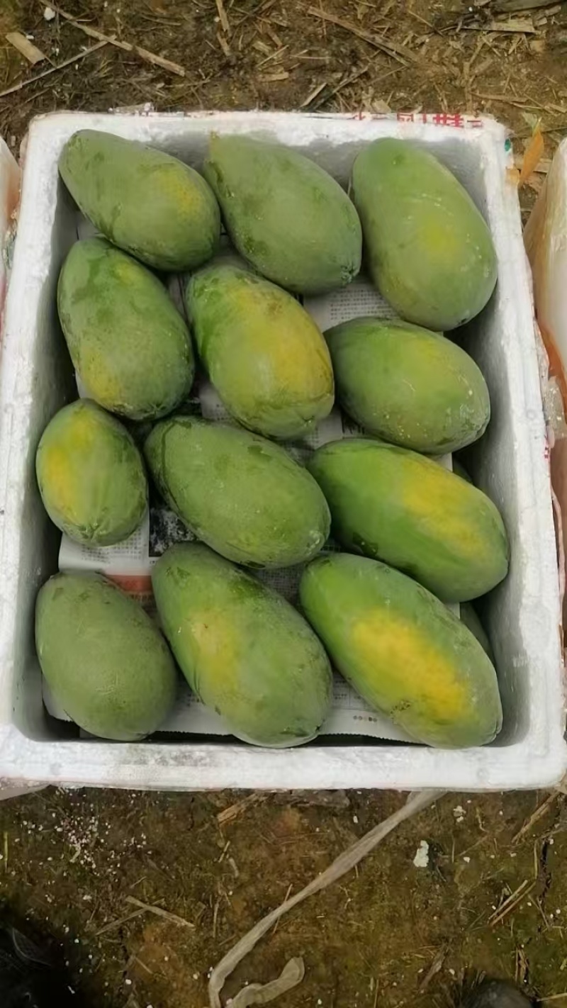 大青水果木瓜