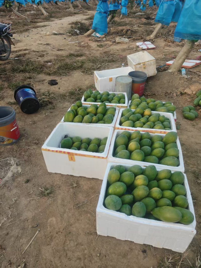 大青水果木瓜