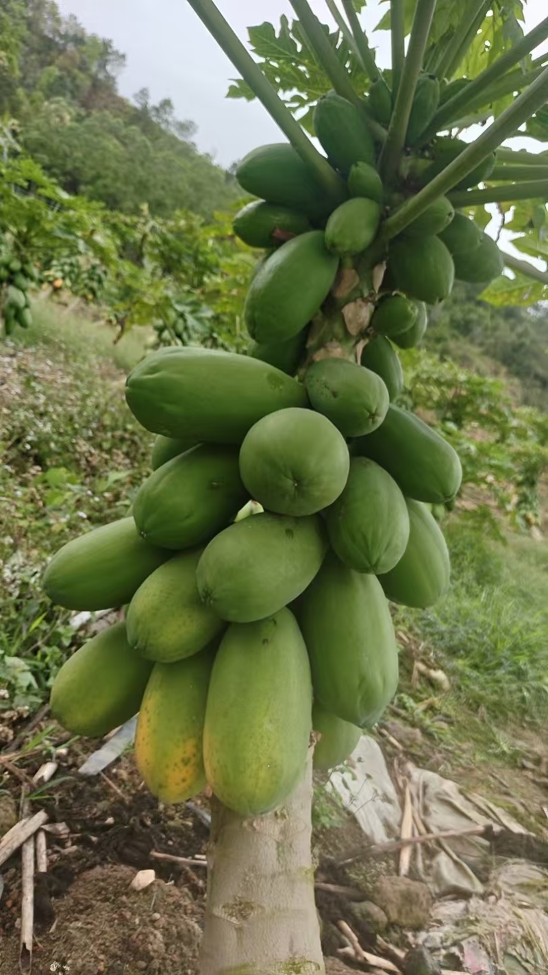 大青水果木瓜
