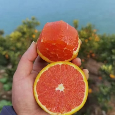湖北秭归橙子