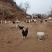 山东潍坊昌乐五图正宗散养土鸡蛋