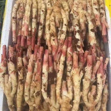 红芽仔姜泥巴姜