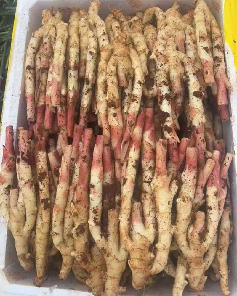 红芽仔姜泥巴姜
