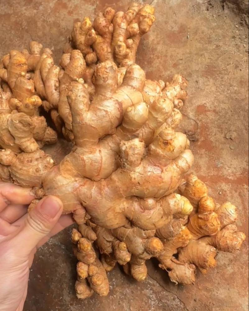 精选红土老姜