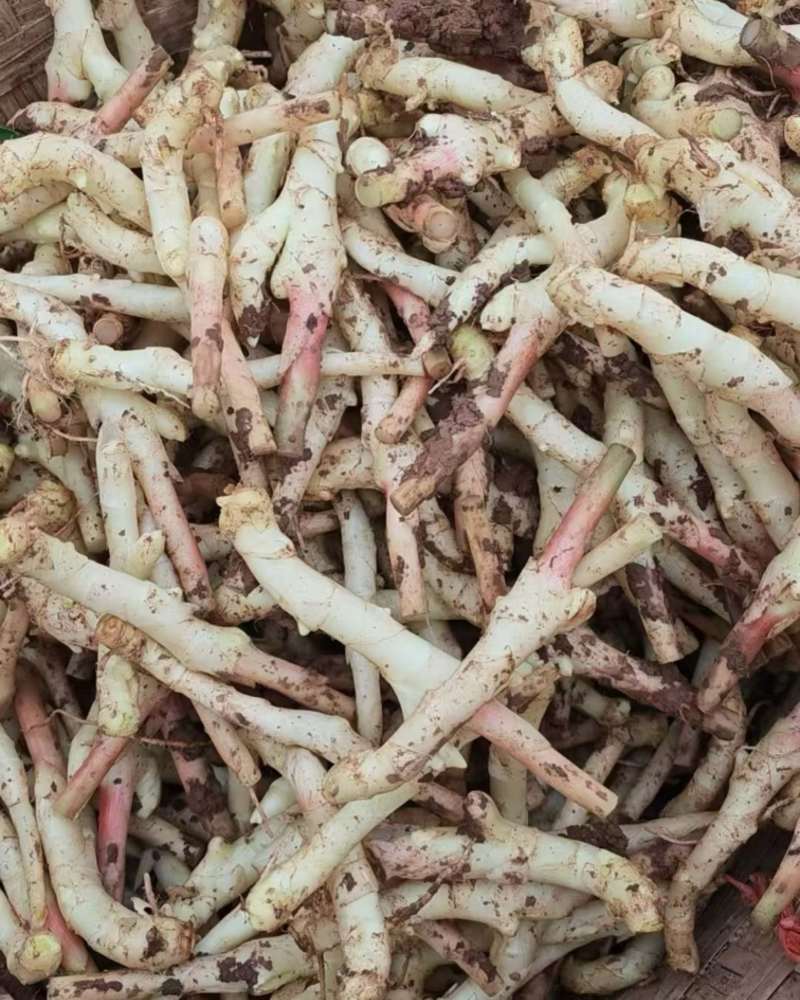 竹根姜锅炉姜仔姜芽