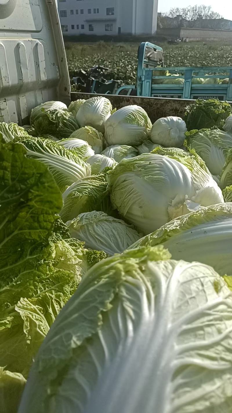 大白菜