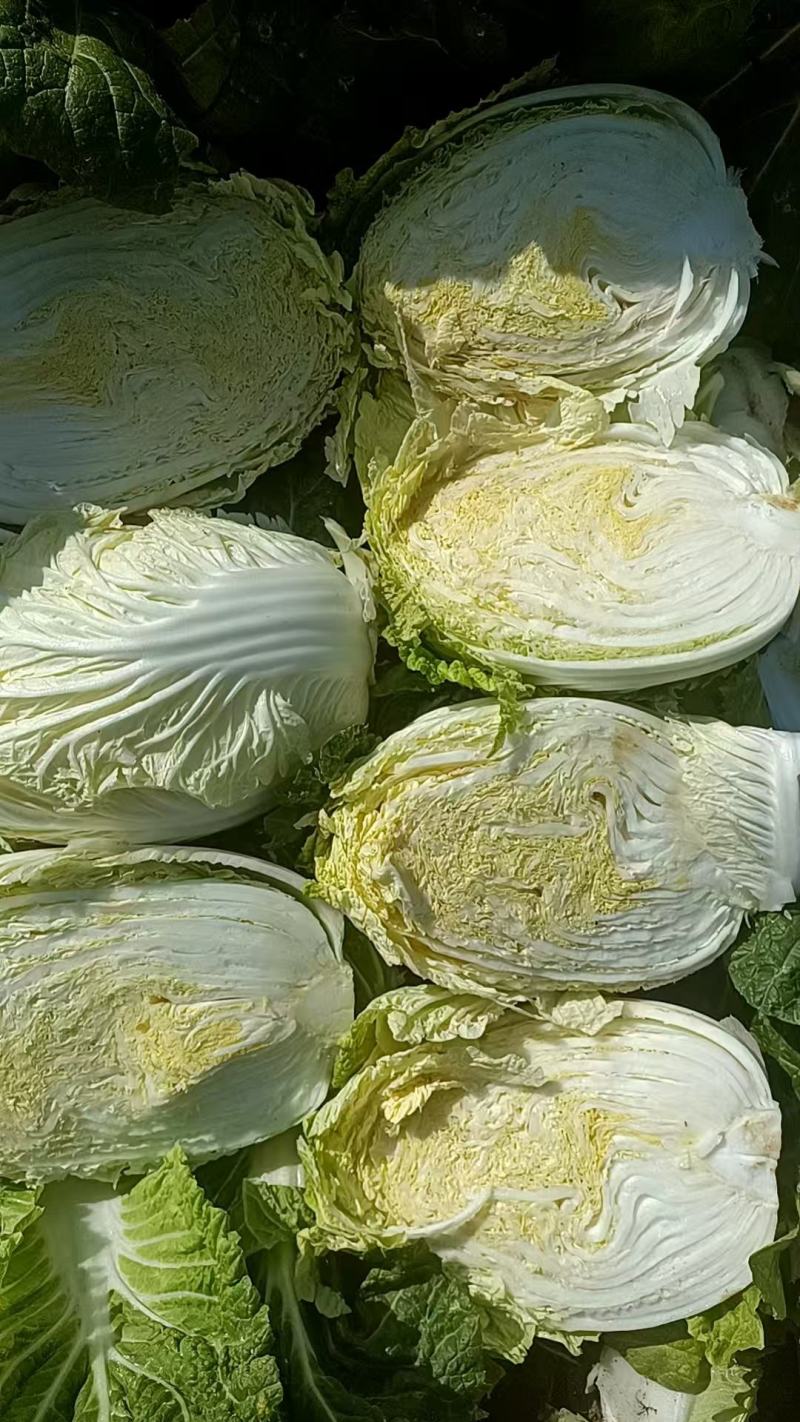 大白菜