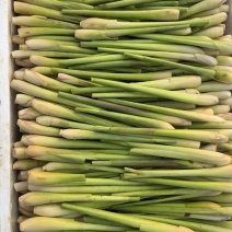 香茅草