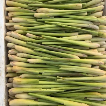 香茅草
