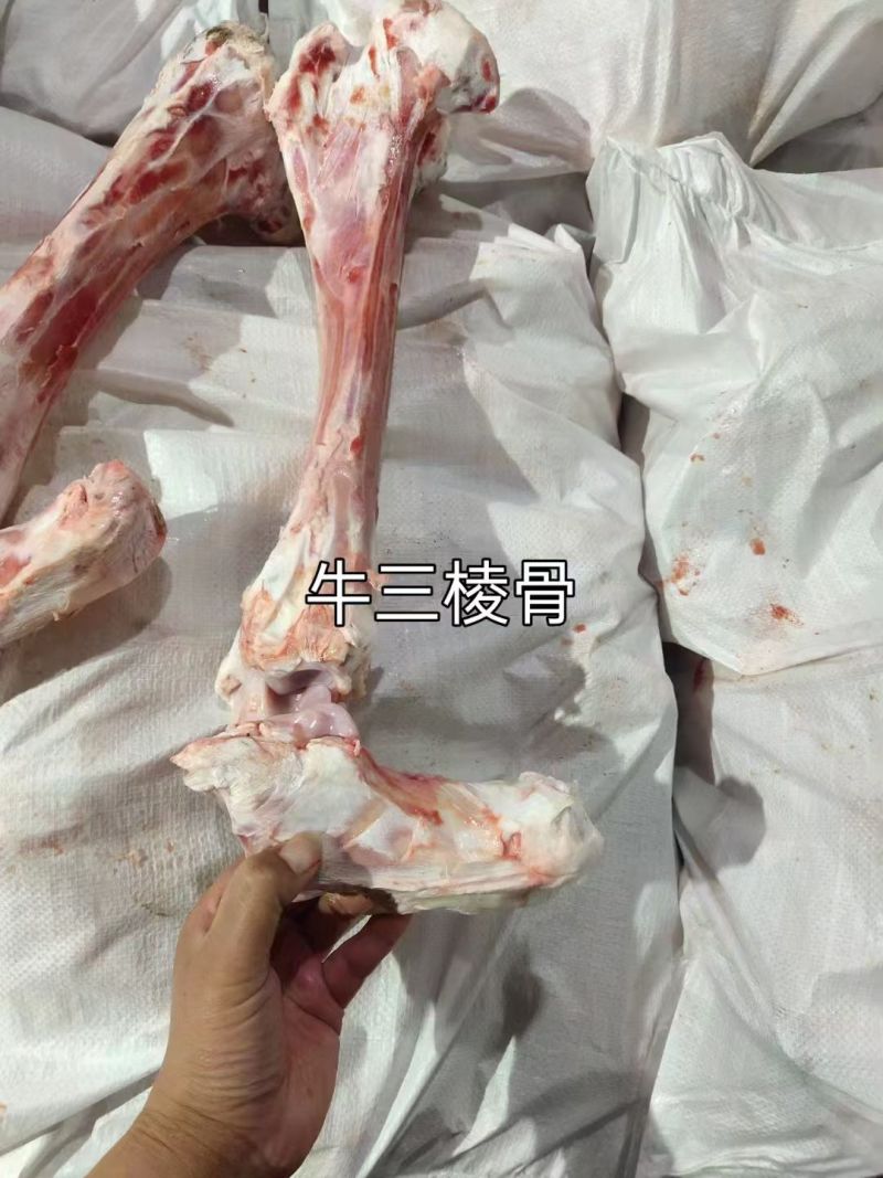 三棱扁骨