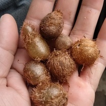 肾蕨蛋