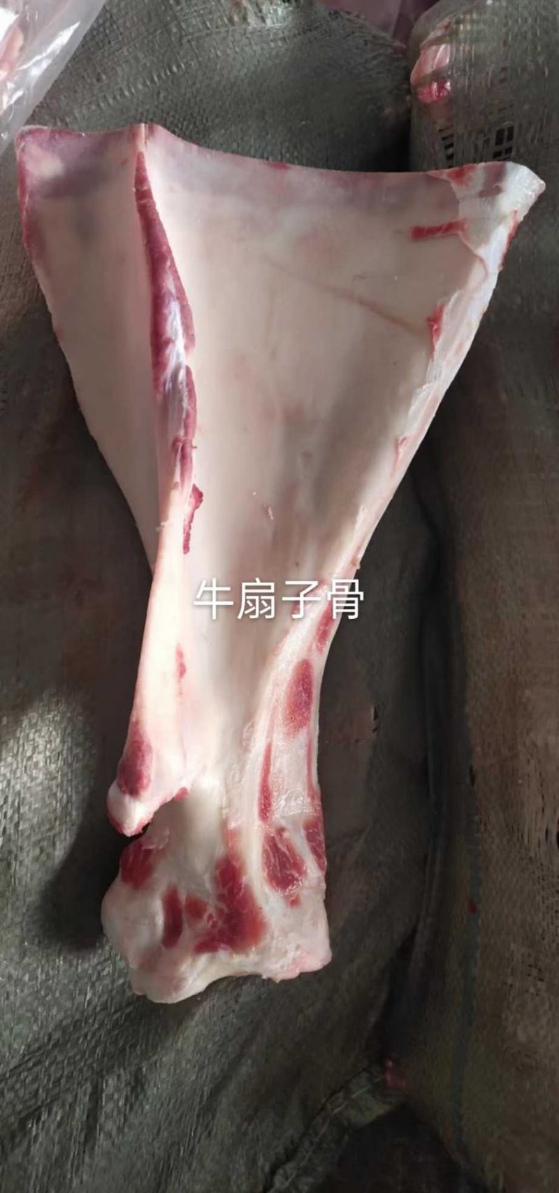 扇子骨