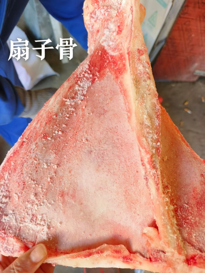 扇子骨