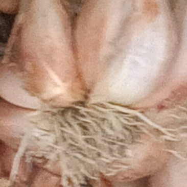 大白干葱现货