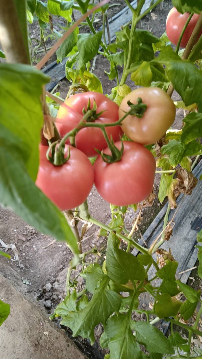 葫芦岛南票区串果西红柿大量上市