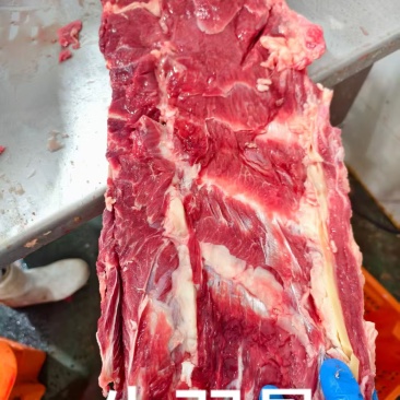 加肉牛羽骨