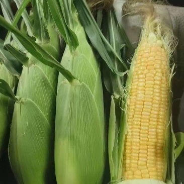 正宗广东湛江水果玉米，产区货源充足，品质有保证，价格实惠！