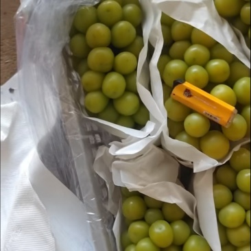 辽宁阳光玫瑰