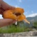 大凉山早钟批杷
