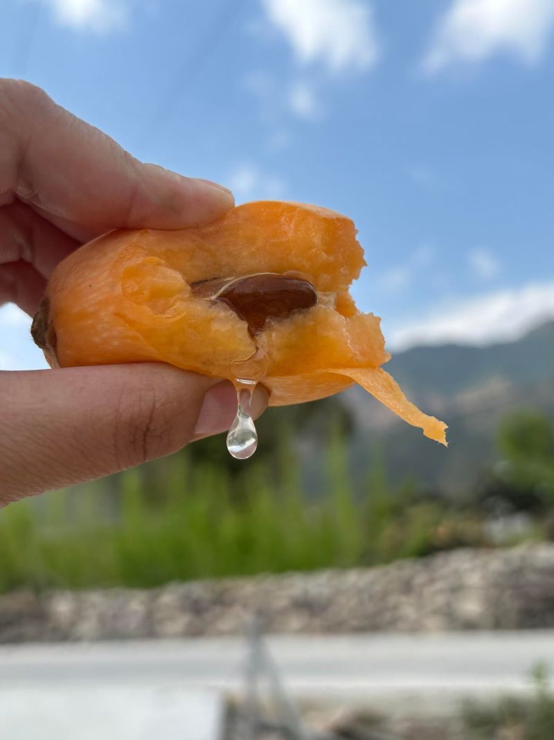 大凉山早钟批杷