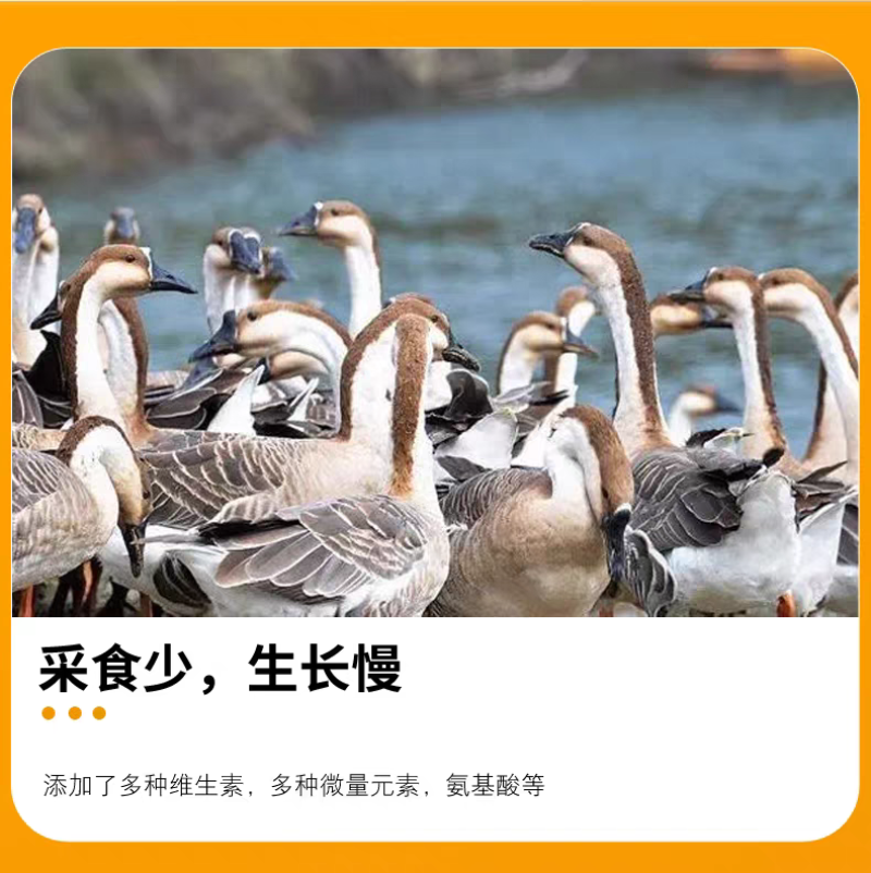 天福正大鹅肉鹅预混料育肥拉骨架产蛋狮头鹅幼鹅大三花鹅专用饲料