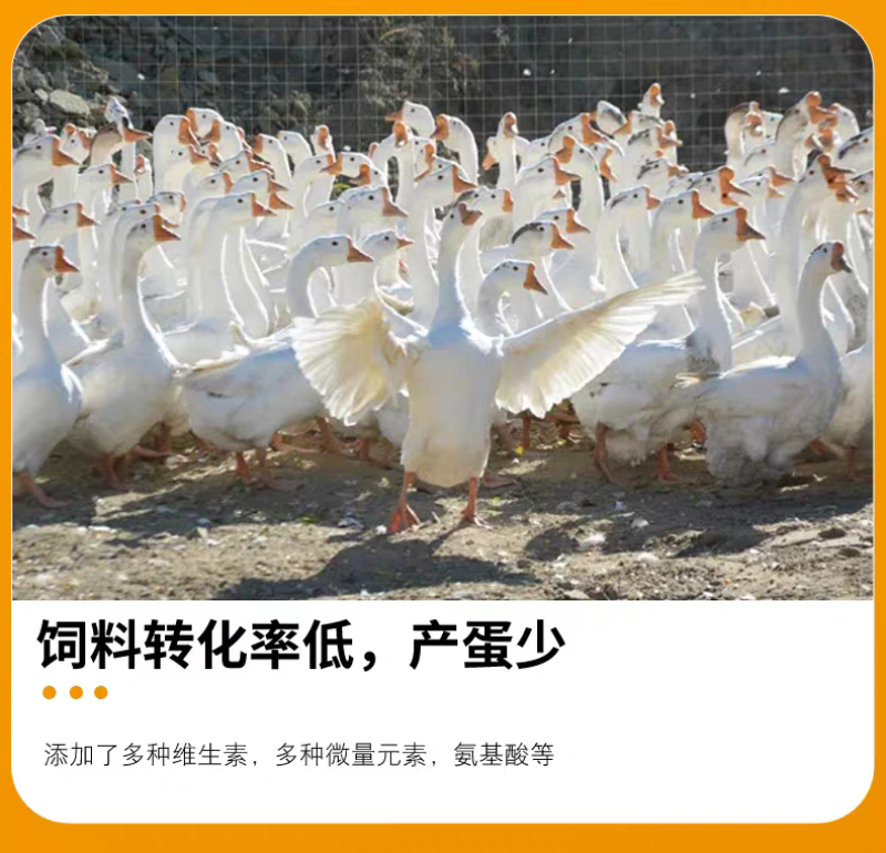 天福正大鹅肉鹅预混料育肥拉骨架产蛋狮头鹅幼鹅大三花鹅专用饲料