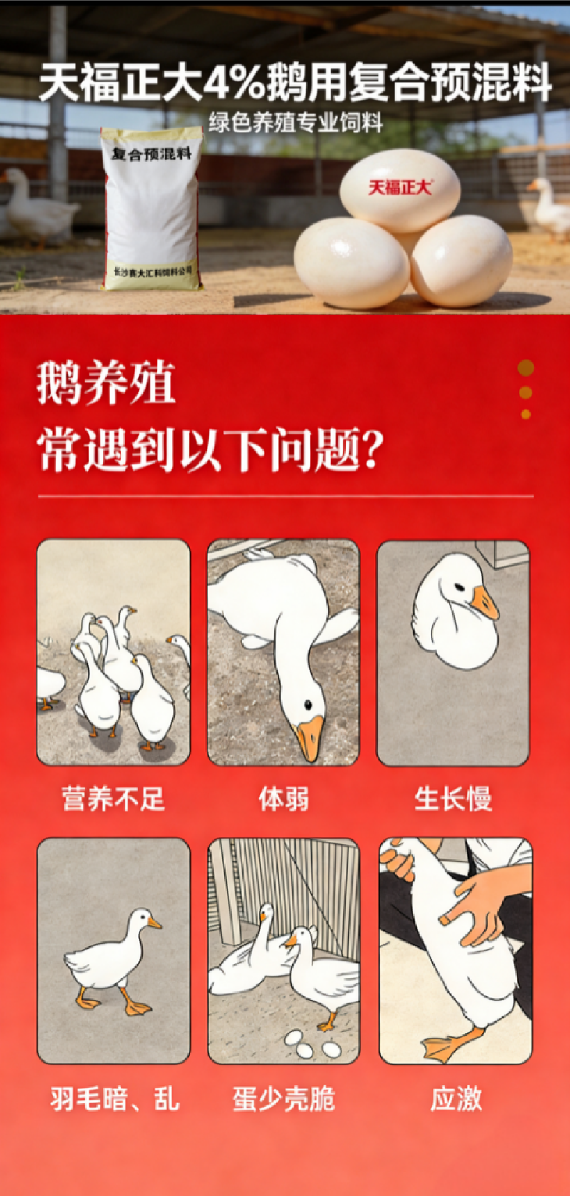 天福正大鹅肉鹅预混料育肥拉骨架产蛋狮头鹅幼鹅大三花鹅专用饲料
