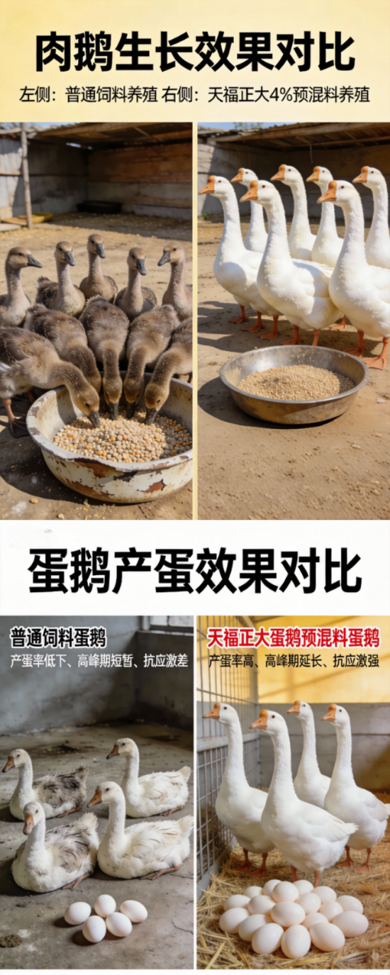 天福正大鹅肉鹅预混料育肥拉骨架产蛋狮头鹅幼鹅大三花鹅专用饲料