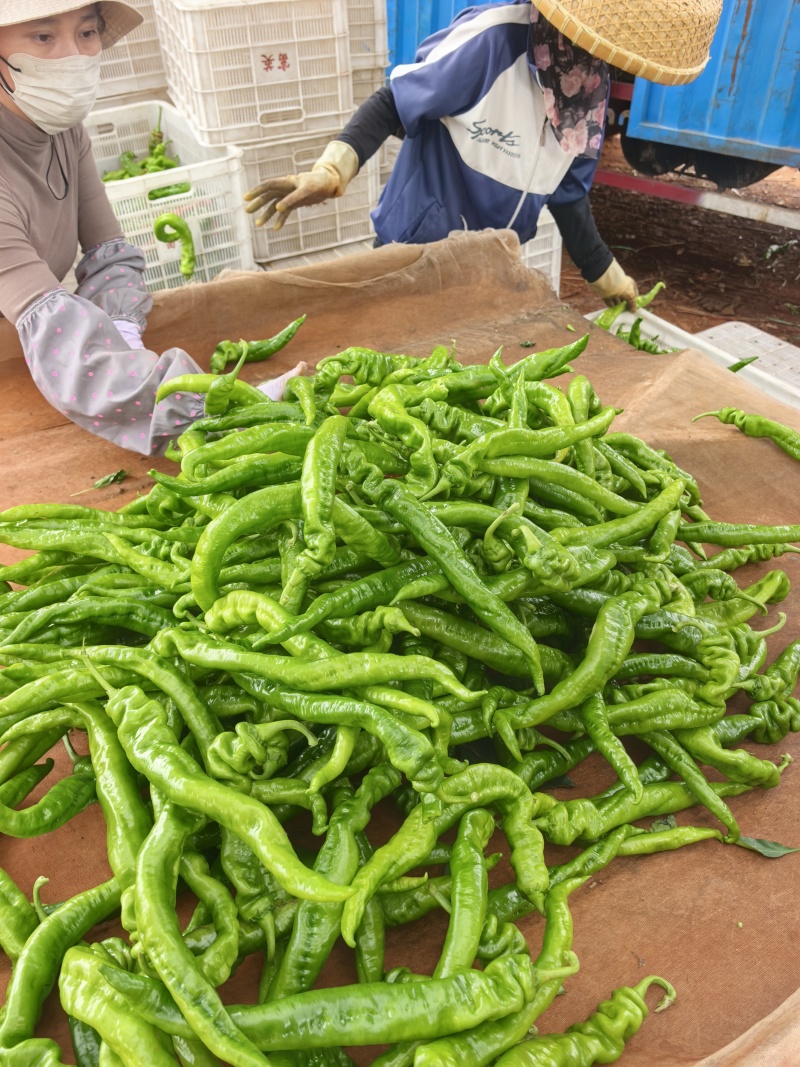 辣椒