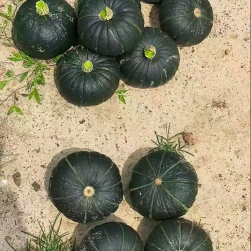 贝贝南瓜